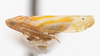 Habitus, lateral view: !! display not done !! on Alconeura (Alconeura) rotundata Ball & DeLong, 1925: (Observation).