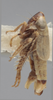 Habitus, lateral view on Athysanella (Amphipyga) triodana Ball & Beamer, 1940: Lateral. (Observation).