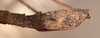 CollectionObject 1561824; 569f556d-3e0e-4df9-a2b3-4085e5ec0233: copyright OUMNH. female: end of abdomen, lateral view Ceroys rabdota (holotype). (CollectionObject).