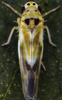 Habitus, dorsal view on Arboridia (Arboridia) ribauti (Ossiannilsson, 1937): Habitus (female). (Observation).