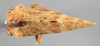 Habitus, dorsal view on Creonus lloydi (Funkhouser, 1914): (Observation).