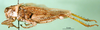 CollectionObject 1500237; 242cd36d-4db7-43e0-a7f0-f729e174b104, DORSA BA000584S01: male, lateral view (syntype of Karasicola oertendali). (CollectionObject).
