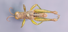 CollectionObject 2009847; f8212f9a-76d1-493d-8a69-cea4bb39612a: male, dorsal view. (CollectionObject).