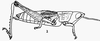 Pyrgomorpha (Pyrgomorpha) guentheri Burr, 1899: female, lateral view. (Otu).