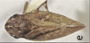 Habitus, dorsal view on Aphrophora (Plesiommata) canadensis Walley, 1928: (Observation).
