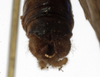 CollectionObject 1529698; a14a7e32-500d-4e1c-a3a8-48317d5b9ff4: male abdomen tip, dorsal view (holotype). (CollectionObject).