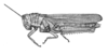Zygoclistron superbum Rehn, 1907: Pg.182 Fig. 12 (after type). female, lateral view. (Otu).