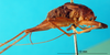CollectionObject 1501006; 20e3406c-89aa-4f65-8a0b-437deca43e2e: male, right lateral view (lectotype). (CollectionObject).