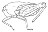 Hyboella tentata Hancock, 1915: Fig. 149 (after holotype). male, lateral view (pronotum length 11.6 mm, hind femur 8 mm). (Otu).