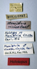CollectionObject 1506177; 398a77ba-697a-4bc3-b956-f5bd5ba8c65c: male, labels (holotype of Monistria vinosa). (CollectionObject).