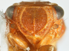 Head on Aphelonema simplex Uhler, 1876: (Observation).
