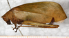 CollectionObject 1566795; NMW 7158, 79e2fcfb-fe1f-4cff-b327-5fead21779a8: female, lateral view (syntype of Phrixa sima). (CollectionObject).