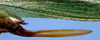Pluviasilva levis Naskrecki, 2000: female ovipositor (allotype). (Otu).