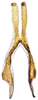 Connective: dorsal view. (Observation).