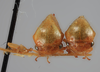 Head on Anisostylus fulgidus (Ball, 1937): (Observation).