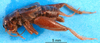 CollectionObject 1500759; 99e6c6e6-b70c-4df8-a157-40b8cd6e318e: male, lateral view (holotype). (CollectionObject).