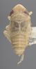 Habitus, dorsal view on Athysanella (Gladionura) nacazarana (Osborn, 1930): Dorsal - Male. (Observation).
