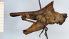 CollectionObject 1585086; 5cfdefc0-c7af-4c85-8d1d-4d8458594f4f: male, lateral view (syntype). (CollectionObject).