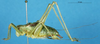 CollectionObject 1507217; 073142d4-a1c5-45e9-8974-03a5a11d8b76: male, lateral view. (CollectionObject).