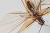 CollectionObject 1506587; 89ec8333-6d22-4e07-973b-8005501f7070: male, dorsal view (syntype). (CollectionObject).