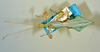 CollectionObject 1561254; a5830c31-8504-499b-89c5-6dd13dbca830: copyright ANIC. male, dorsal view (paratype). (CollectionObject).