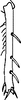 Other on Coganus breviatus (Cogan, 1916): Fore tibia. (Observation).