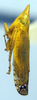 Habitus, lateral view: !! display not done !! on Scaphytopius angustatus (Osborn, 1905): (Observation).