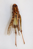 CollectionObject 1594384; 0d8dedc1-3894-4d4d-bda5-534118241e95: female, dorsal view (paratype of Gastrimargus grossiceps). (CollectionObject).