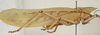 CollectionObject 1534522; d07314cf-cf4a-41f0-85b3-fbdc7e764b3a: male, lateral view (syntype). (CollectionObject).