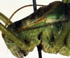 CollectionObject 1502848; 3dc3b618-22f7-4a01-9a22-5e6257f1a884: male pronotum, lateral view (paratype?). (CollectionObject).