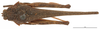 CollectionObject 1521864; OUM 701 1/5, 82cb45f6-effe-4ea2-a523-46f81cb8ef21: female, dorsal view (syntype of Acanthalobus longinotus). (CollectionObject).