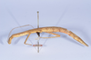 CollectionObject 1557785; 058a1922-a996-4f79-b99d-a3bbf6b99a3a: copyright NHMB, Basel. female, lateral view (syntype). (CollectionObject).