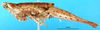 CollectionObject 1501354; f502dcb4-848a-411e-9bae-f1ad20b83b6a, MfN 3929: individual without abdomen, lateral view (holotype). (CollectionObject).