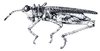 Hypsipages dives Gerstaecker, 1889: Fig. 2. male, habitus. (Otu).
