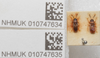 CollectionObject 1593401; cff035fa-1c5b-4373-beb4-27adfdcf5135: Appolonius picturatus. Paralectotype- dorsal habitus. (BMNH) - (CC BY-NC 4.0) Photo by Stuart Cole, reproduced with permission from the Natural History Museum, London, UK. (CollectionObject).