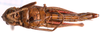 CollectionObject 2706321; CNMS 6, CNMS 6, b14902b8-2334-4a0b-9e82-91bc20de013c: ventral view. female (cotype). (CollectionObject).