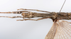 CollectionObject 1590099; cd5011c7-c150-41a1-ad32-c46024bcdc36: copyright MNHN, Paris. female: head & thorax, ventral view (paratype). (CollectionObject).;CollectionObject 1590100; 28cbec81-6faf-49c1-87d1-8ad7dfa3bb2e: copyright MNHN, Paris. female: head & thorax, ventral view (paratype). (CollectionObject).