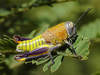 Perixerus squamipennis Gerstaecker, 1873: female. (Otu).