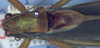 CollectionObject 1504197; e0ca4ae4-b9cb-4be0-ba8f-dc7f79cdcfbd: male stridulatory apparatus (holotype). (CollectionObject).