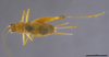 CollectionObject 2062723; ea8ba35e-6405-4076-8b9e-c96ea1162cf5: Female, dorsal habitus. (CollectionObject).