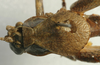 male pronotum, dorsal view (holotype). Depicts CollectionObject 1517114; 669369be-7154-4d7b-b81b-604b981c6a56, a CollectionObject.