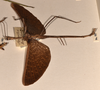 CollectionObject 1557427; 1c9cc276-d239-4e69-ad57-9b5ee0caeea5: copyright OUMNH. male, lateral view of synonym Ctenomorpha haworthii (holotype). (CollectionObject).