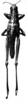 CollectionObject 1501026; c4c0908b-de2e-41f3-84c3-3d2ed2be4337: Fig. 11 A. male, dorsal view (holotype of Cawendia grossa). (CollectionObject).