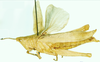 Tanitella prasina (Karsch, 1888): female, lateral view. (Otu).