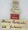 CollectionObject 1557510; ed9a1bd7-9c22-4906-add0-e9aa3b3aa129: copyright NMW, Vienna. male, data labels (lectotype). (CollectionObject).