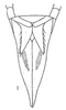 Subgenital plate: !! display not done !! on Latinocesa longicauda (Oman, 1938): genital capsule, ventrally. (Observation).