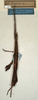 CollectionObject 1557658; NMW 516, d6166402-1bac-4d9d-96d4-bedfe2a69a09: copyright NMW, Vienna. female (holotype). (CollectionObject).