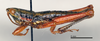 CollectionObject 1518363; 984d6aa7-1f32-4292-a79c-2d5aeeb3d882: male, lateral view (lectotype of Orthacris fusiformis). (CollectionObject).
