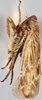 Habitus, lateral view on Morinda sibirica (Emeljanov, 1962): Holotype. (Observation).