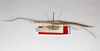 CollectionObject 1557958; 85f368d7-044d-43ad-b514-d33d8d5da020: copyright ZMHB, Berlin. female, lateral view (syntype). (CollectionObject).